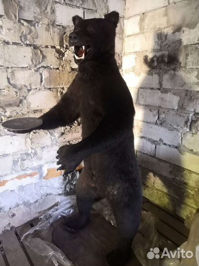 Чучело животного