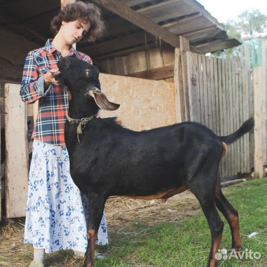 Англо нубийский козел