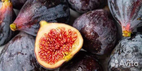 Рассада Инжир