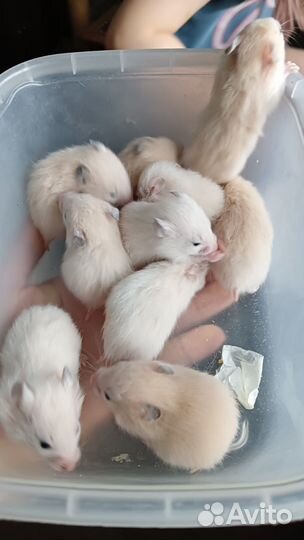 Сирийские хомяки