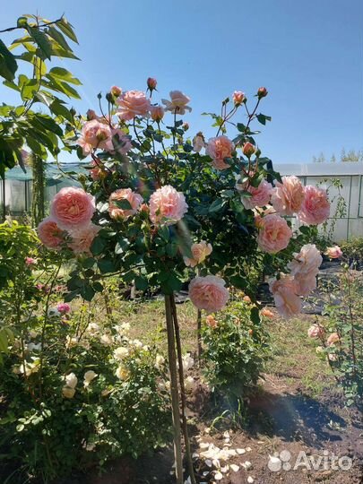 Роза на штамбе