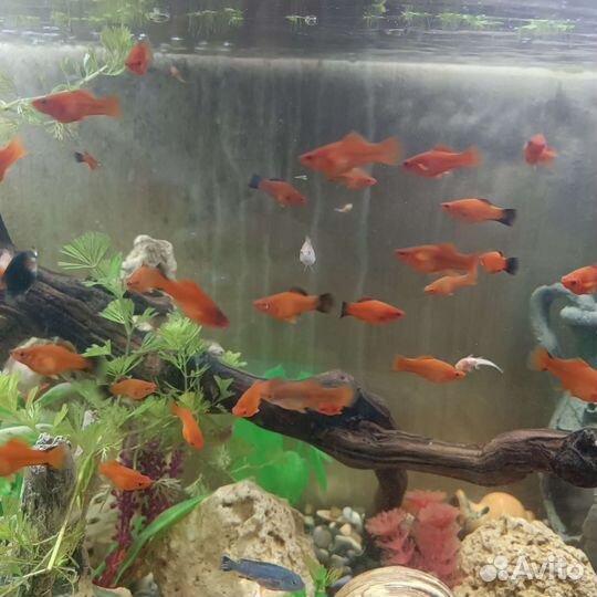 Мальки мечиносцев