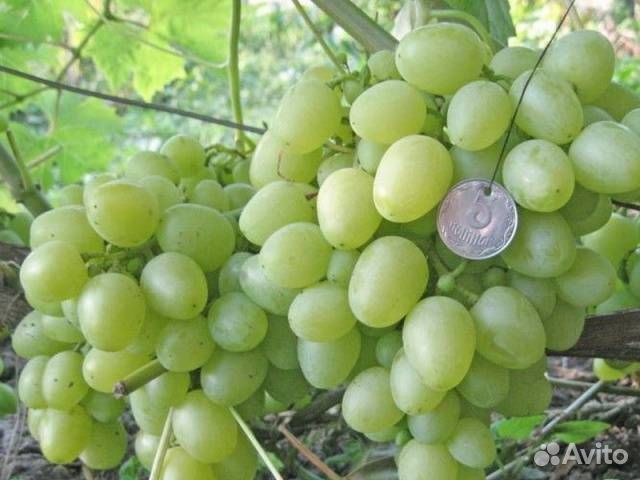 Саженцы виноград