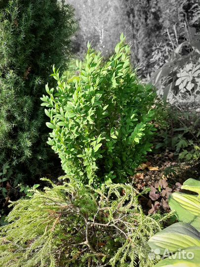 Саженцы самшита
