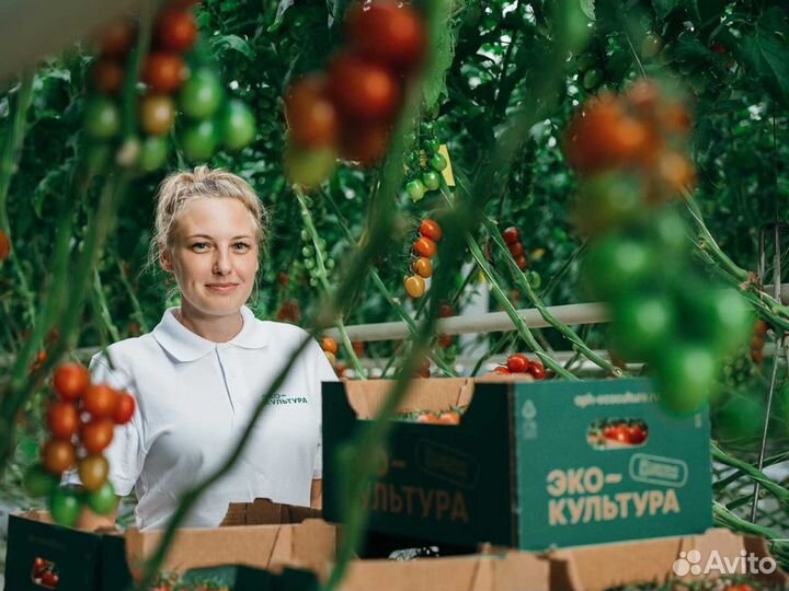 Работник в теплицу.Вахта