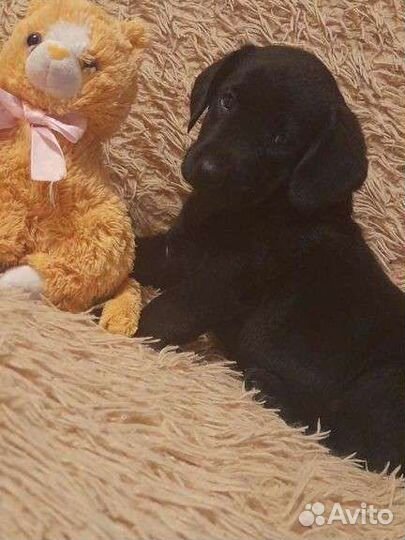 Щенки лабрадора
