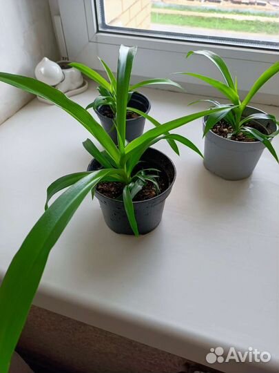 Хлорофитум, фикус Бенджамина, мята перечная