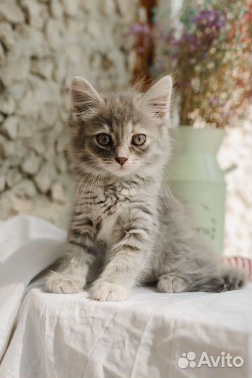 Девочка для пристройства