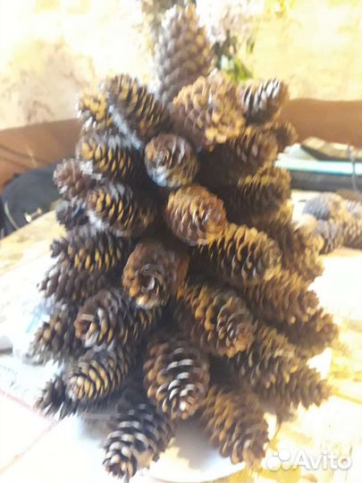 Елочки из еловых шишек, позолота 45 см