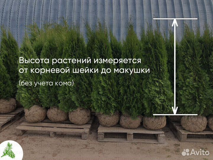 Туя Смарагд 150см. Доставка