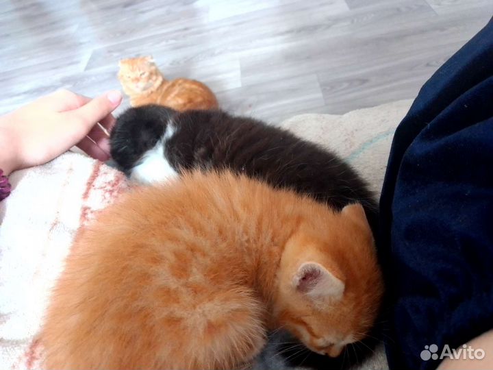 Котята бесплатно