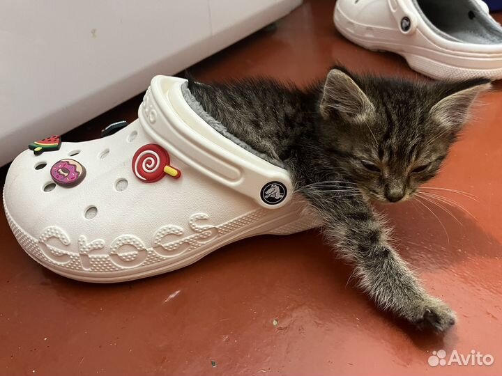 Котенок 2 месяца