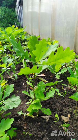 Саженцы дуба