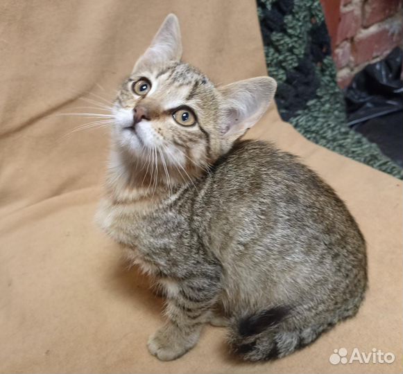 Котенок ищет дом