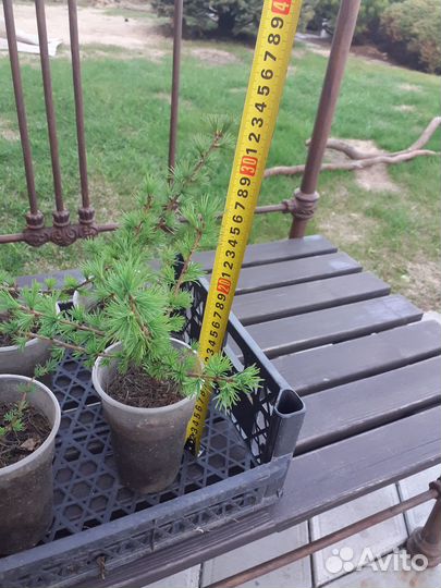 Лиственница Сибирская