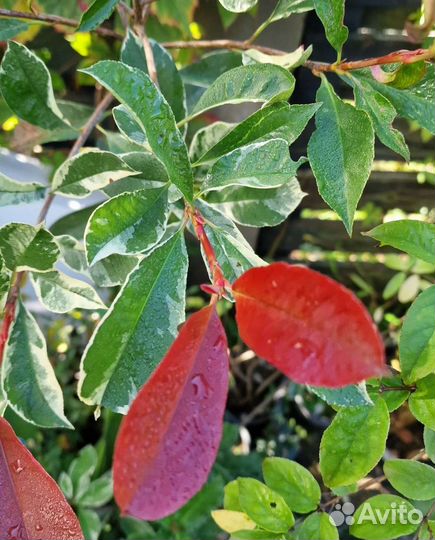 Фотиния 4 сорта