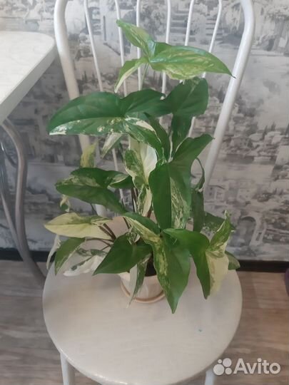 Сингониум imperial white