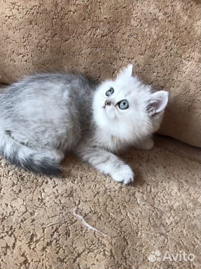 Британская серебристая шиншилла