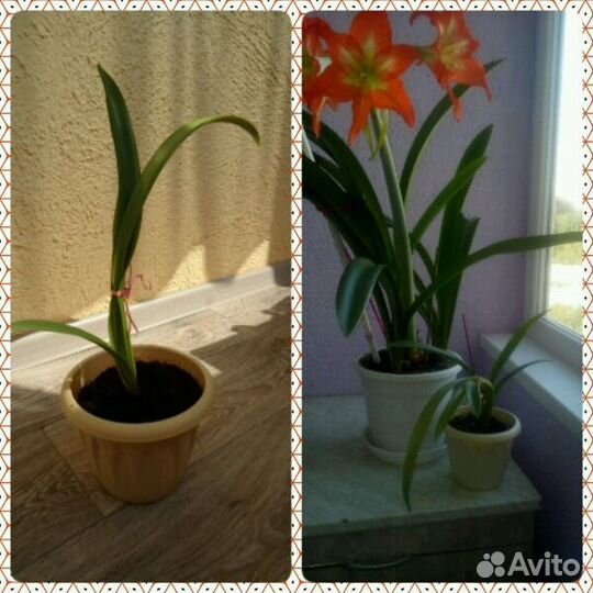 Продам комнатные цветы