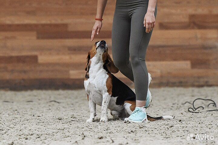 Бигль вязка