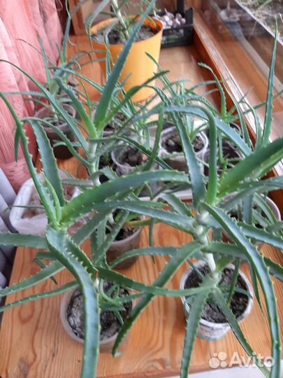 Алоэ лечебный