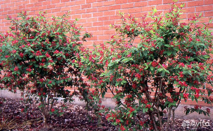 Жимолость Татарская