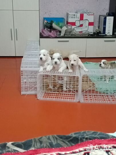 Продаются щенки алабаи