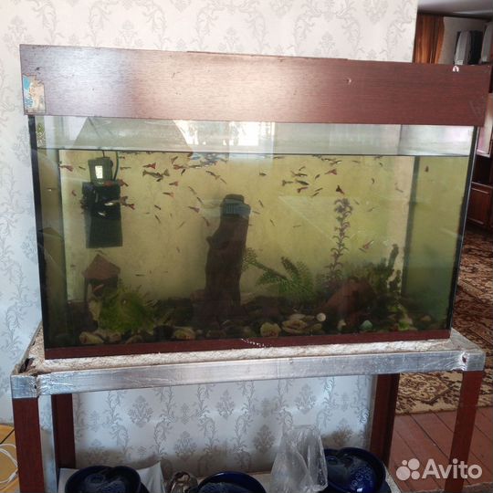 Рыбки Гуппи