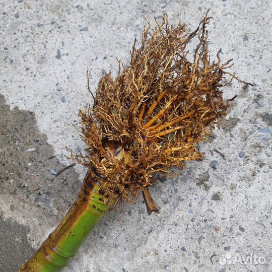 Корни бамбука