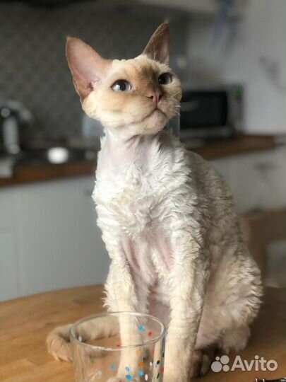 Отдам в добрые руки кошечку