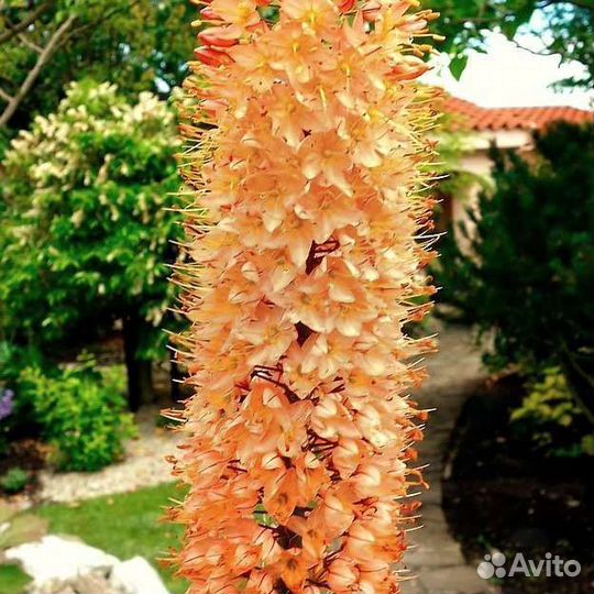 Эремурус сортовой