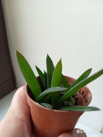 Комнатные растения. Толсянки, алоэ вера, пеперомия