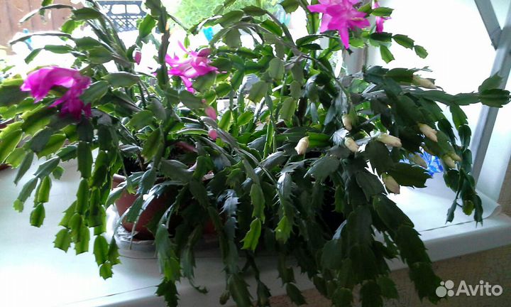 Растения комнатный цветок Декабрист