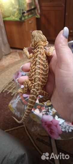 Бородатая агама малыши