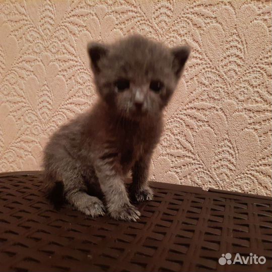 Британская кошка в дар