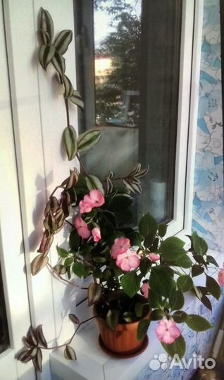 Традесканция зебрина,бальзамин,хлорофитум