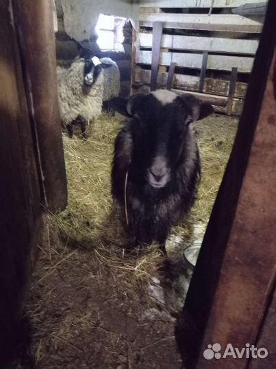 Овцы бараны