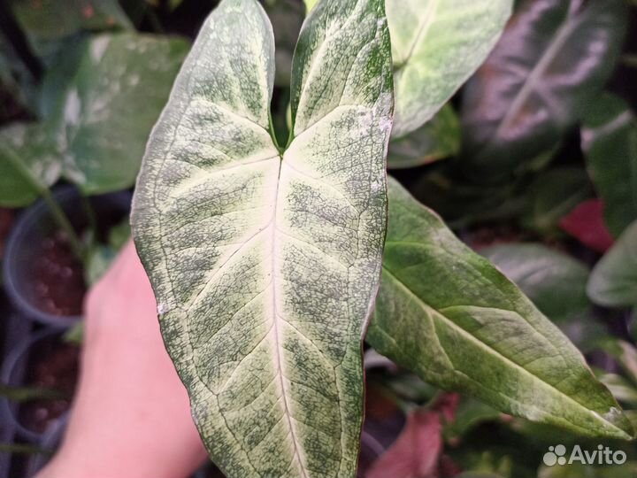 Сингониумы