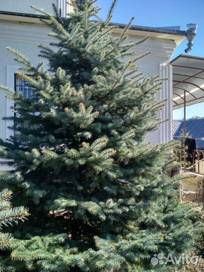 Ели голубые и серебристые