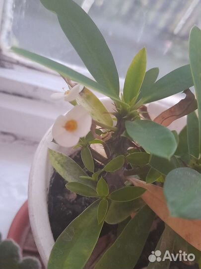 Молочай миля мелкоцветковый белый