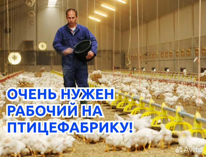 Рабочий на птицефабрику