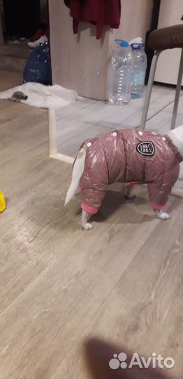 Зимний комбинезон на собаку