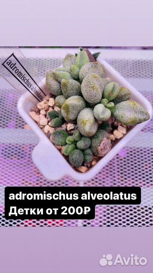 Суккуленты