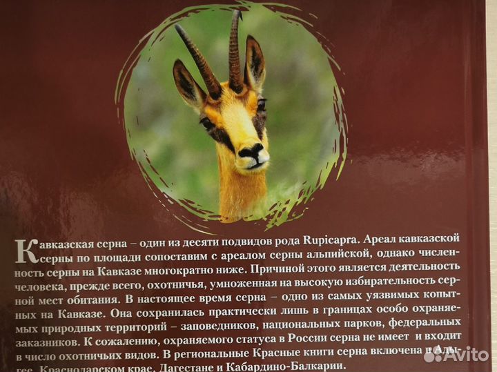 Книга-подарок Кавказская серна