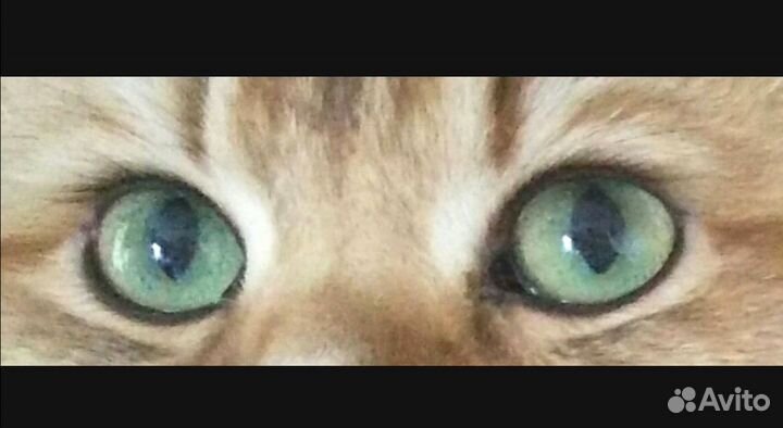 Британский золотой котэ вязка