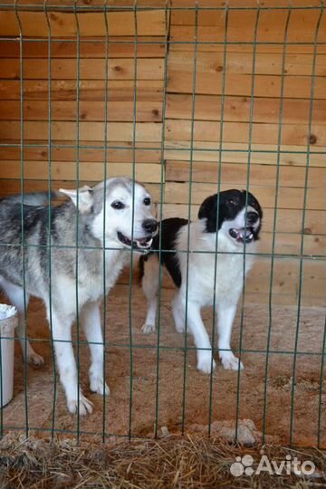 Хася ищет дом