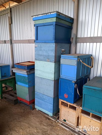 Продам пасеку