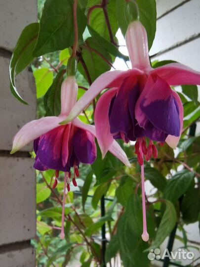 Фуксии сортовые