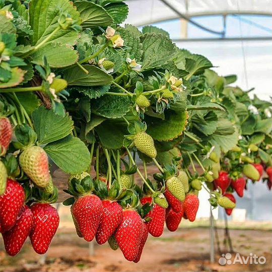 Саженцы рассада, Кабрило Лидер по урожайность