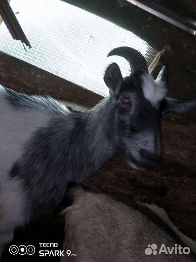 Козы породистые